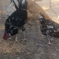 مرغ وخروس گلین|حیوانات مزرعه|قرچک, پویینک|دیوار