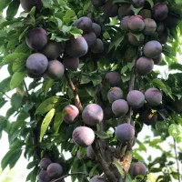 نهال دوساله دسته بیلی و دسته طی|گل و گیاه طبیعی|میاندوآب, |دیوار