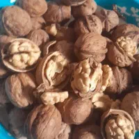 گردو اعلاپوست کاغذ سفید در صورت نارضایتی پس میگیرم