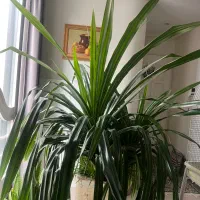 گلدان پاندانوس