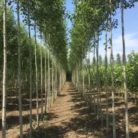 جشنواره پاییزی فروش نـهــال تا 40٪ تخفیف ویژه|خدمات باغبانی و درختکاری|اردبیل, |دیوار