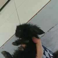 بچه خرگوش لوپ هلندی|موش و خرگوش|اسلام‌شهر, زرافشان|دیوار