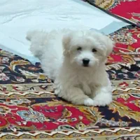 سگ شیتزو|سگ|شهر بابک, |دیوار