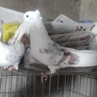 کبوتر خوشونه|پرنده|دره شهر, |دیوار