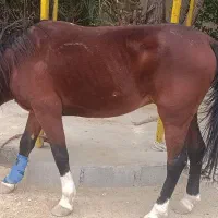 فروش یک اسب نر اصیل