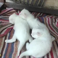 گربه اسکاتیش باتوله هاش|گربه|مشهد, شهید شهریاری|دیوار