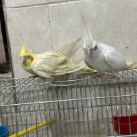 عروس هلندی مولد