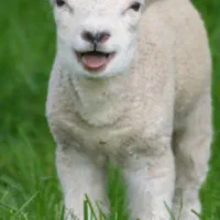 گوسفند فروشی در شهرک واوان