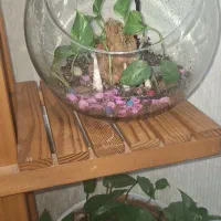 تراریوم بسیار زیبا|گل و گیاه طبیعی|بندر ماهشهر, |دیوار