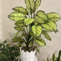 گل و گلدان|گل و گیاه طبیعی|تهران, هوانیروز|دیوار