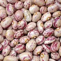 محصولات خشکبار ارگانیک  یزد