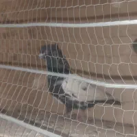 جفتی سرته درشت لون دار پرشتی|پرنده|سیلاخور, |دیوار