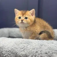 گربه های اصیل ونژاد دار