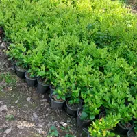 فروش گل یاس و پالم