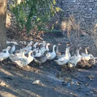 29قازمحلی باخرگوش لپ|حیوانات مزرعه|مریوان, |دیوار