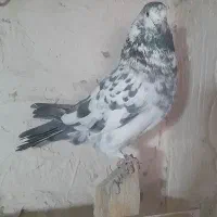 کبوتر سوسکی سبز نر گرفتنی