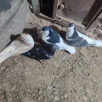 خال سیاه چپ
