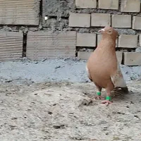 نرماده سینه زرد|پرنده|شیراز, شهرک صنعتی|دیوار