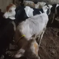 چهار گوساله نره