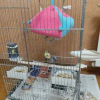 عروس هلندی|پرنده|رشت, کاکتوس|دیوار