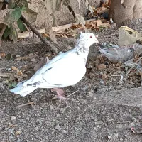 سرونج ماده