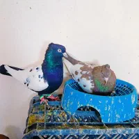 کبوتر رنگی کله و سینه تضمین تخم و جوجه|پرنده|چناران, |دیوار