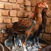 مرغ خروس لاری|حیوانات مزرعه|مشهد, ابوذر|دیوار