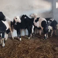 سلام ۳ عدد گوسفند توقلی قوچ بره