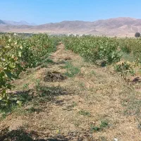 باغ پسته|خدمات باغبانی و درختکاری|انزل, |دیوار