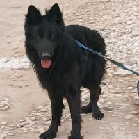 سگ ژرمن بلک