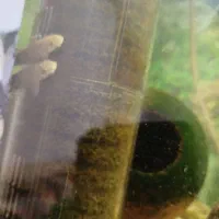 ماهی دکتر فیش