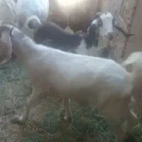 واگذاری دوتا بز