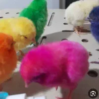 جوجه دوروزه کاکلی رنگی گردن لخت  برای چهارشنبه