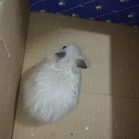 همستر بازی گوش شکلاتی
