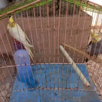 عروس هلندی|پرنده|خرمشهر, |دیوار