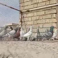 کبوتر|پرنده|شیراز, کرونی(خاتونک)|دیوار