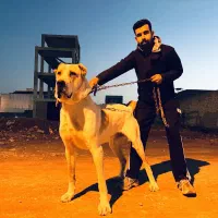 سگ آلابای نر