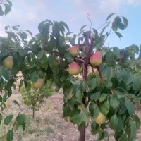 یونجه قالب چین سوم و چهارم