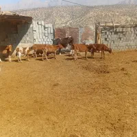 گاو وگوساله بزرگ|حیوانات مزرعه|ابرکوه, |دیوار