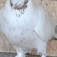 گم شده ماده ماهرو