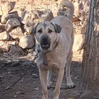 واگذاری خوشتیپ ۱۶ ماهه سگ ماده پژدر عراقی قد ۷۸