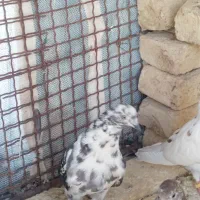 کفتر تهرانی پرشی
