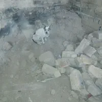 سگ دو|سگ|ملایر, |دیوار