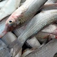 مای گاریز کورزین مخصوص|ماهی|قشم, |دیوار