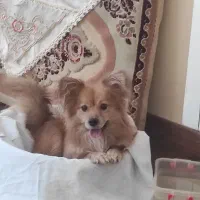 پامر روباهی|سگ|شاهینشهر, مسکن مهر|دیوار