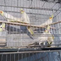 عروس هلندی جوجه تا بالغ|پرنده|چالوس, |دیوار