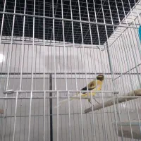 قناری بلند|پرنده|فولادشهر, مسکن مهر فولادشهر|دیوار