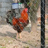 ۳ تا خروس دورگه گلین لاری