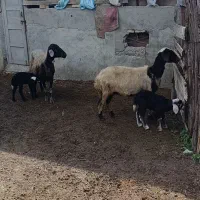 دوراس میش بره دار جوان