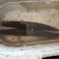 اردک ماهی زنده لاهیجان